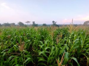 Landkauf für unser Projekt "Uganda Familienhilfe"